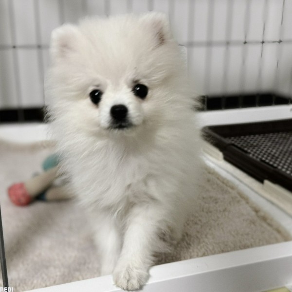 ルチアちゃん