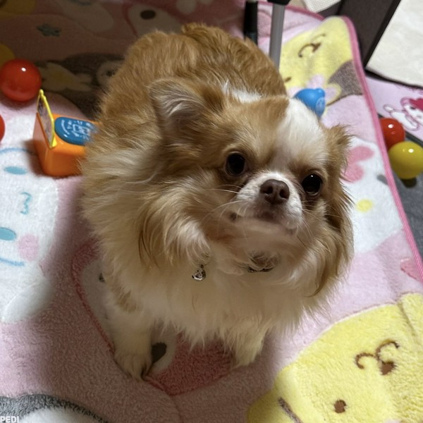 メルちゃん
