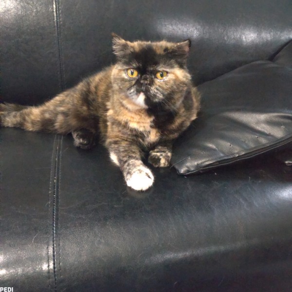 じゃぱんちゃん