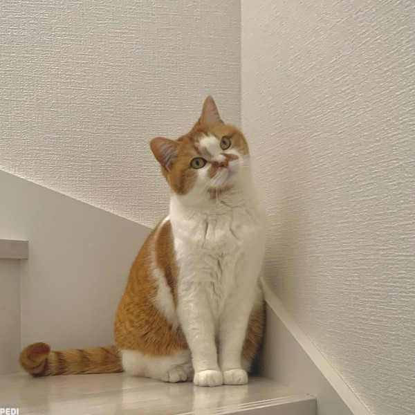 Qooちゃん