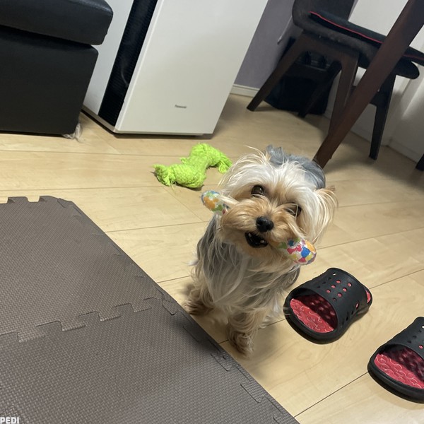 モコちゃん