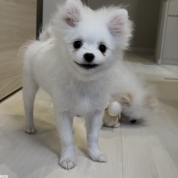 はくくん