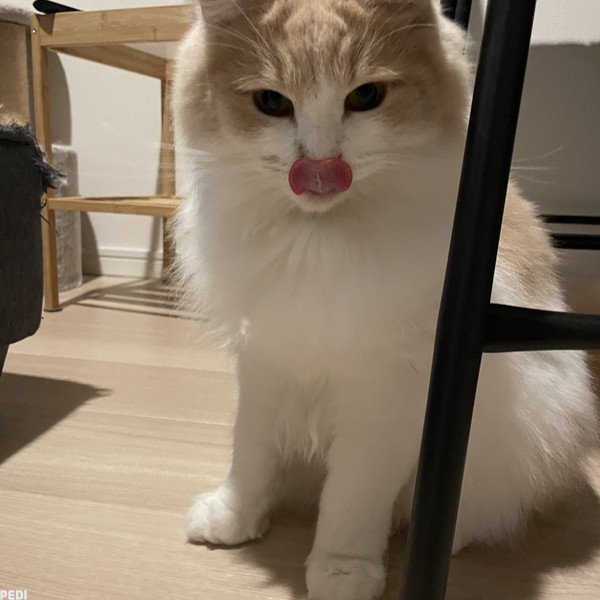 ルフェくん