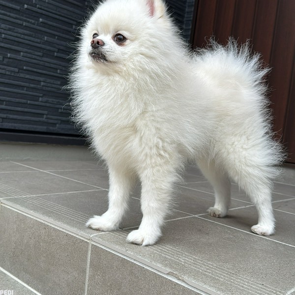 ちゃっぴーくん