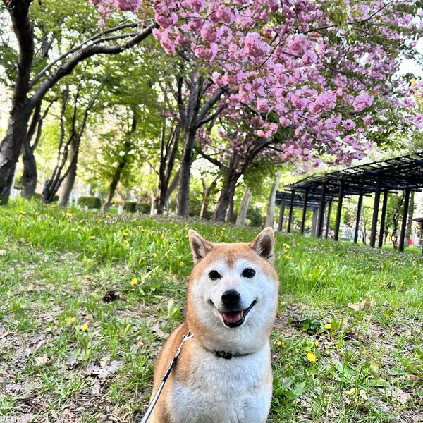 りのちゃん