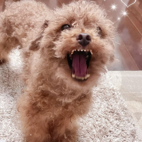 チョコラちゃん