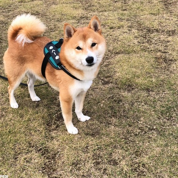 くーくん