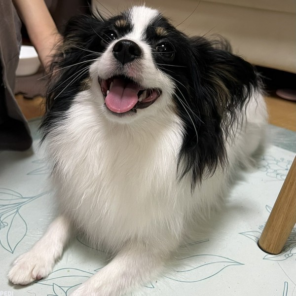 プロキオンくん