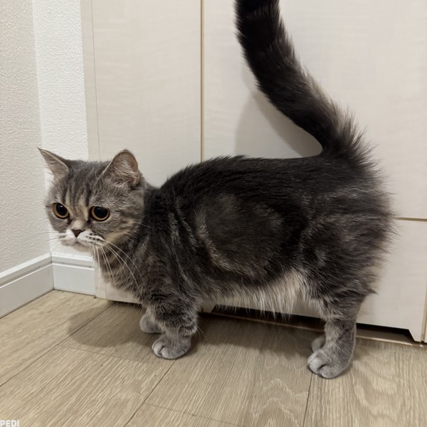 のあちゃん