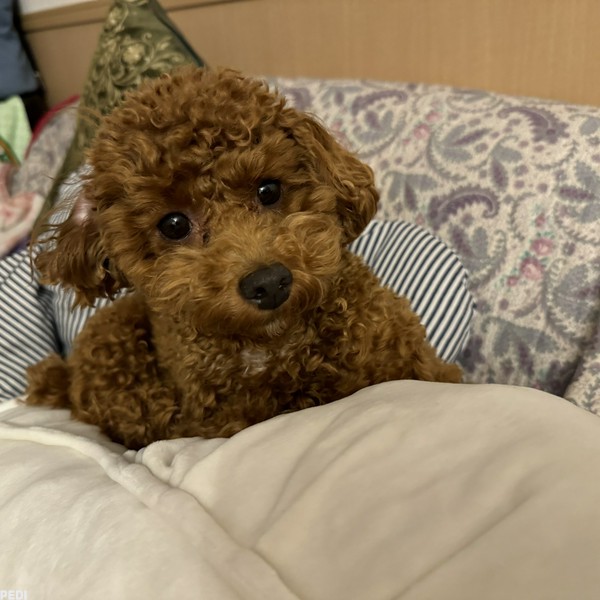 ステラくん