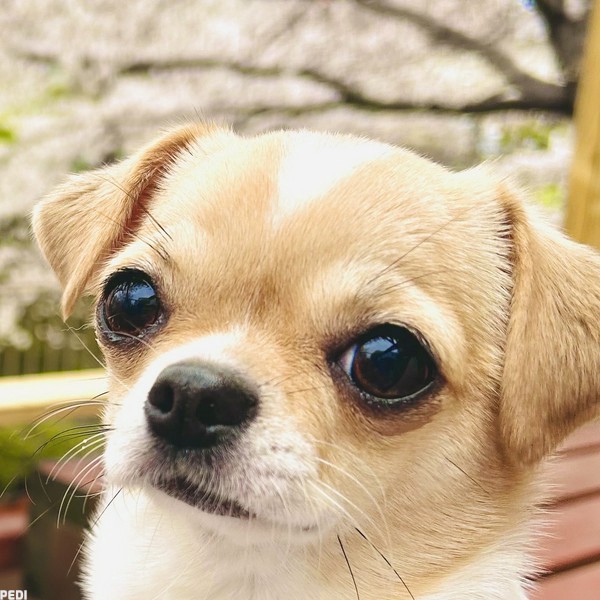 もなかちゃん
