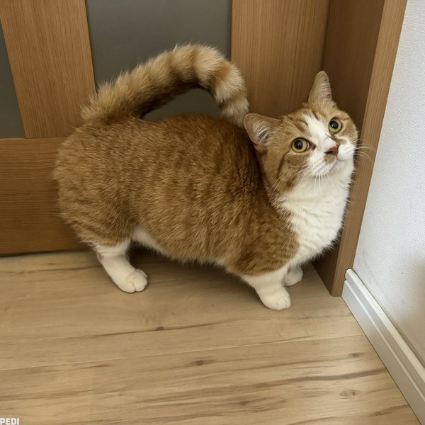 うにくん