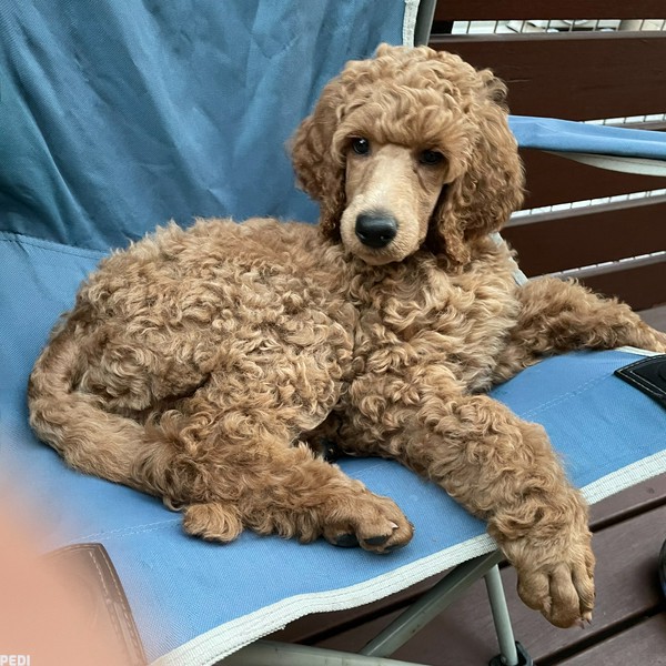 アントニオくん