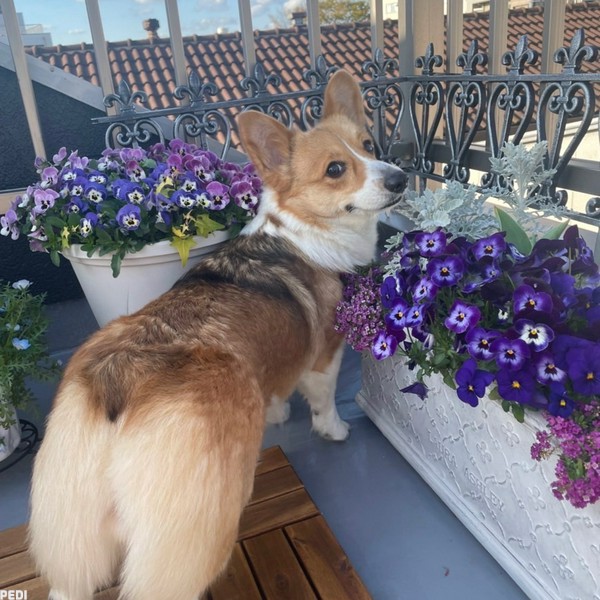 ティファニーちゃん