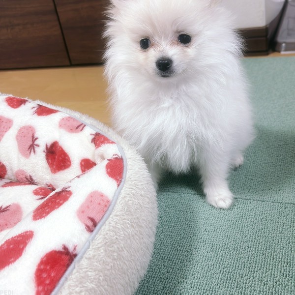 あられちゃん