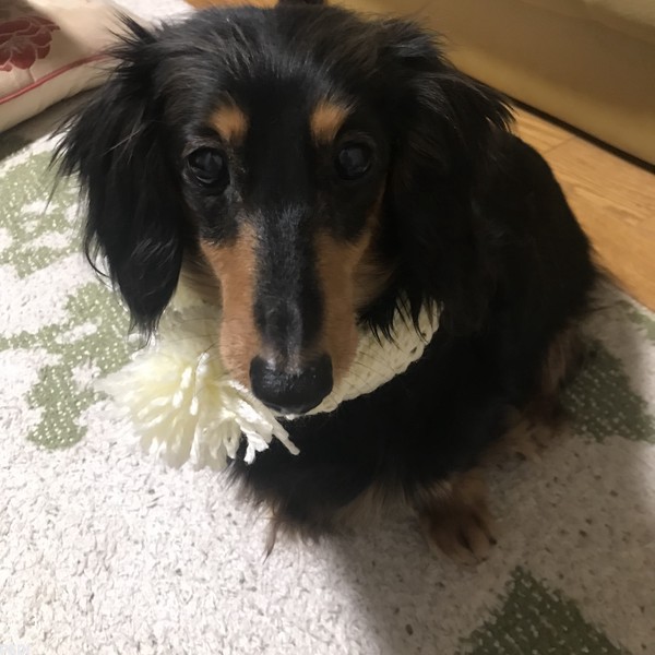 チェリーちゃん