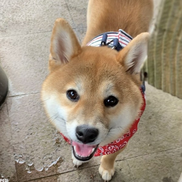さくらちゃん
