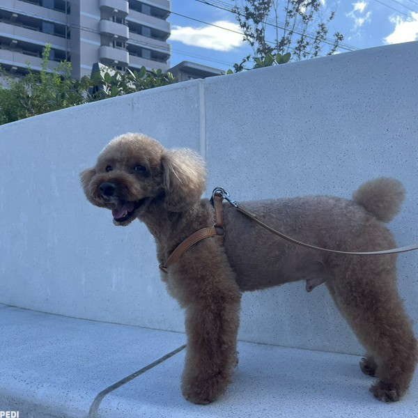 チャッピーくん