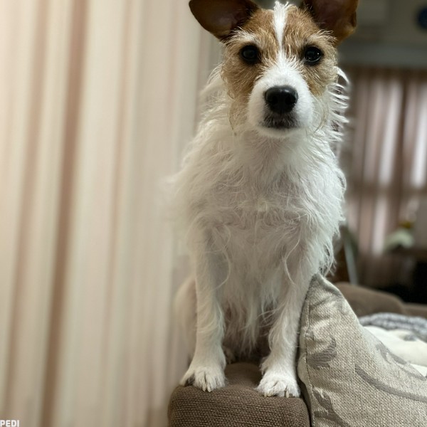 ヴィヴィアンちゃん