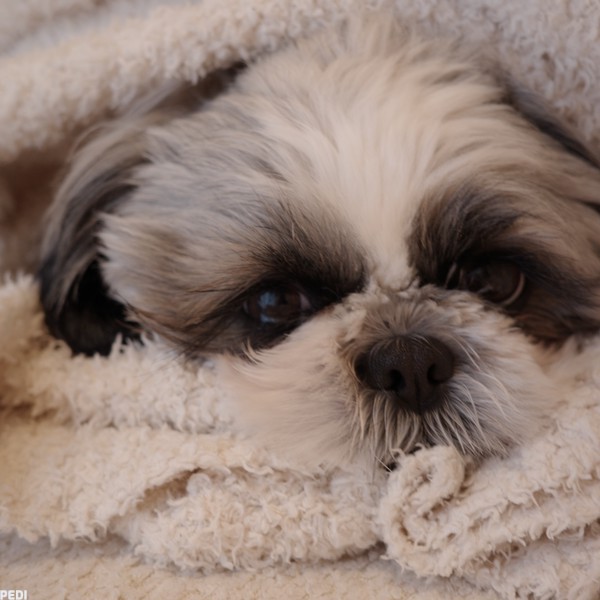 はらまきちゃん