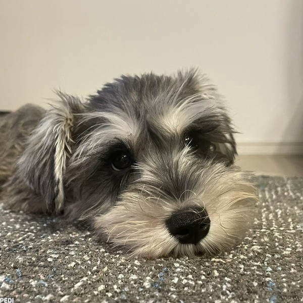 おっとこ主。ちゃん