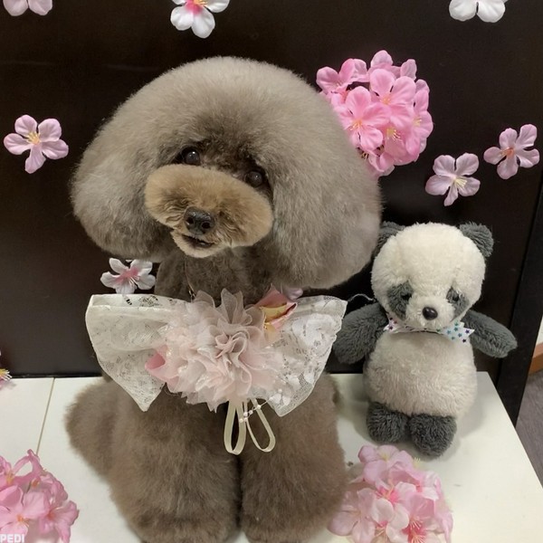 Angeちゃん