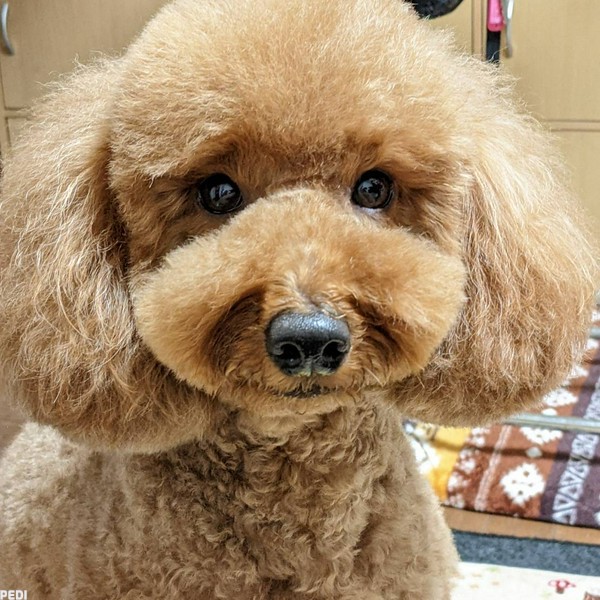 ボブくん