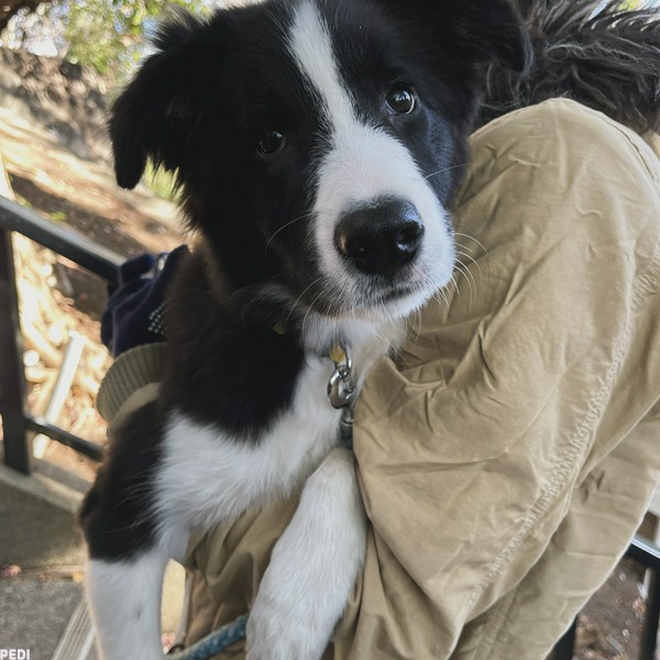 龍乃丞(たつのすけ)くん