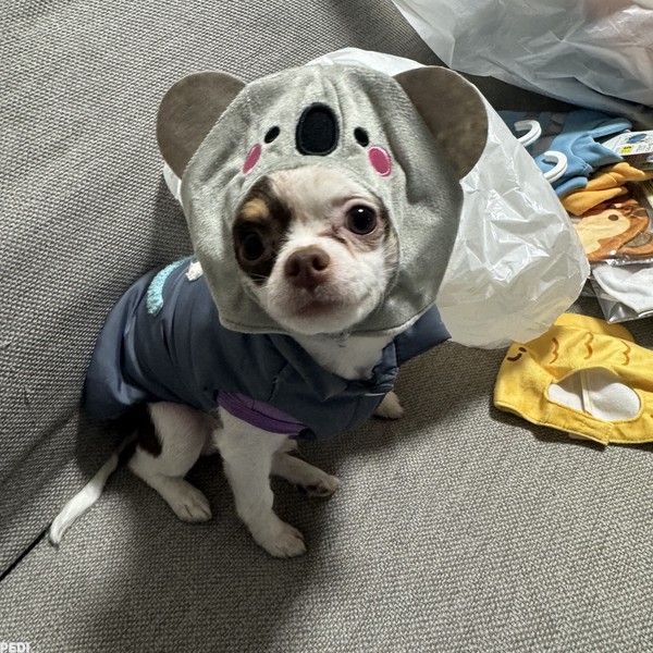 ロンタくん