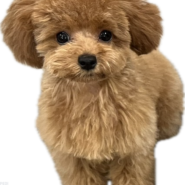 つくねちゃん