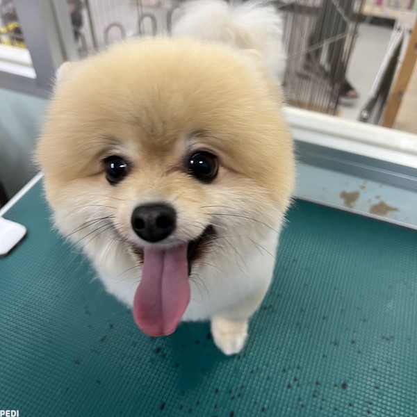 むくおくん