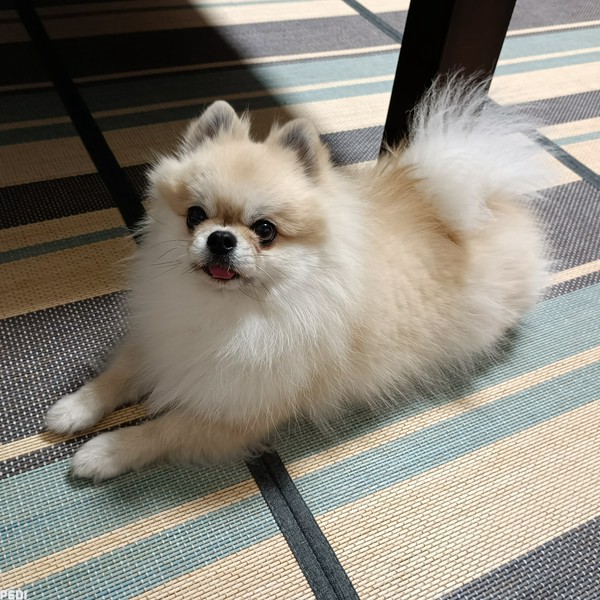 ちゃちゃ丸くん