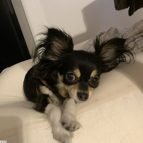 アルフレッドくん