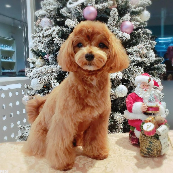 ハピタンちゃん