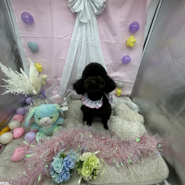 あんこちゃん