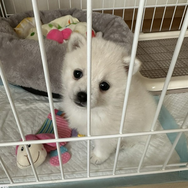 あめちゃん