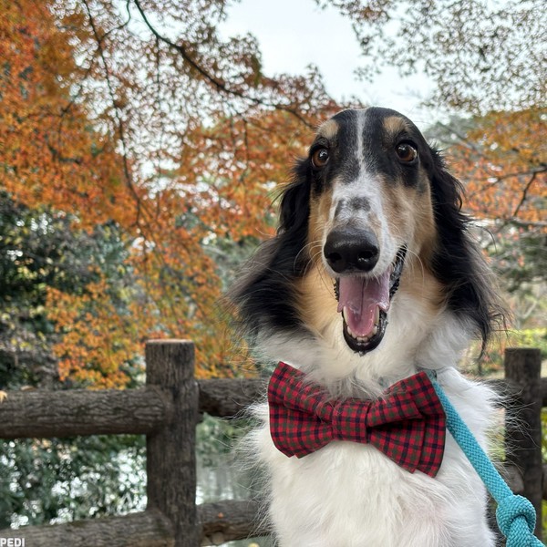 ライリーちゃん