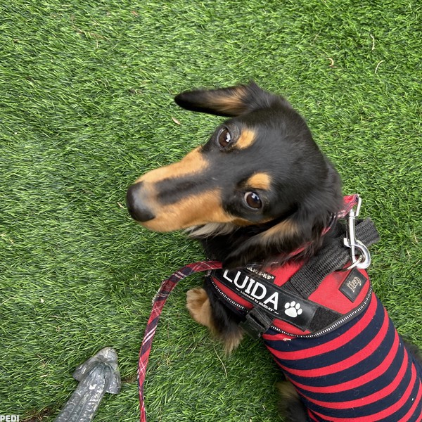 ルイーダちゃん