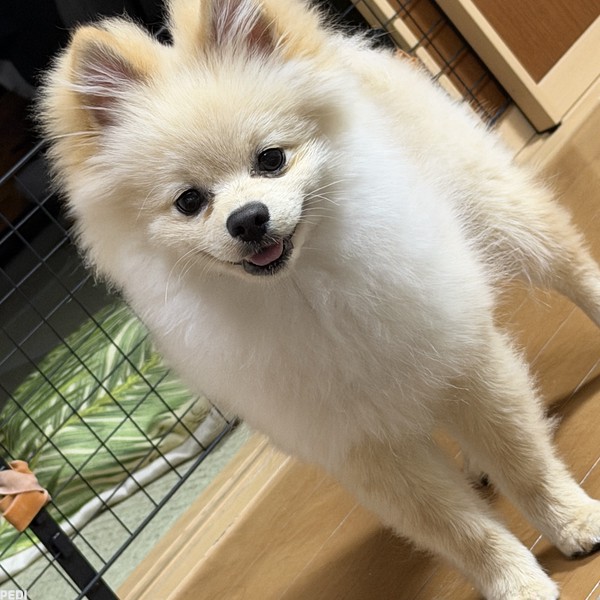 ポン吉くん