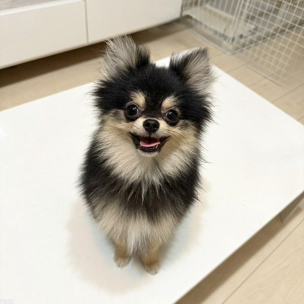 ぽんずくん