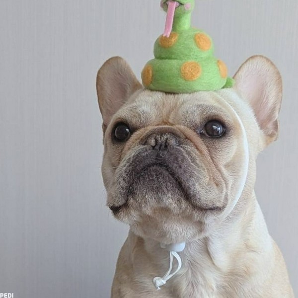 ちゃま（本名ちまき）くん