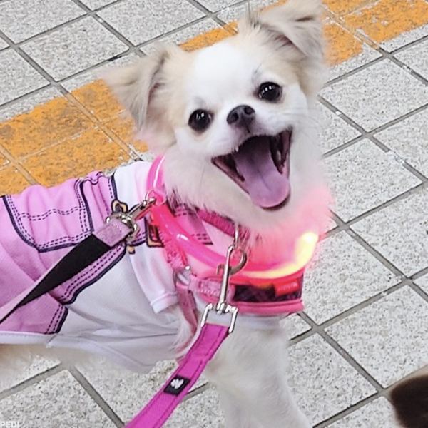 シェリーちゃん