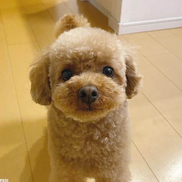 おまめくん