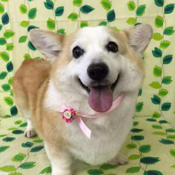 メルちゃん