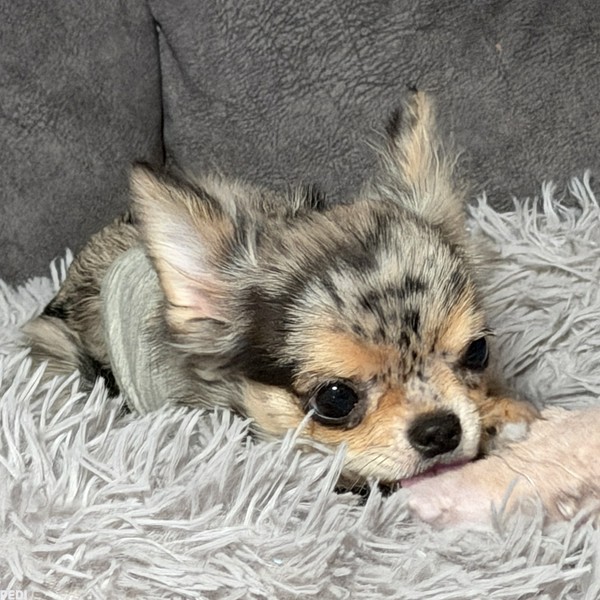 すずちゃん