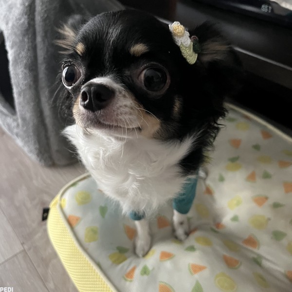 めいちゃん