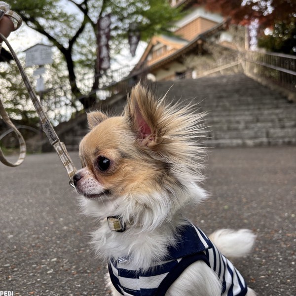 るあちゃん