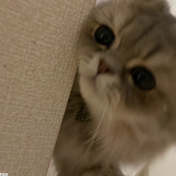 トトロくん