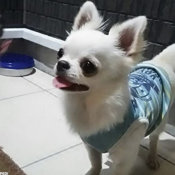 ポンタくん