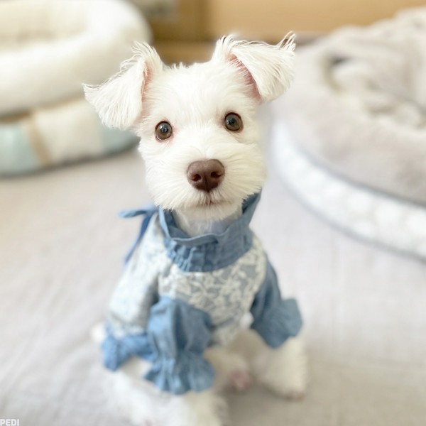 チャコちゃん